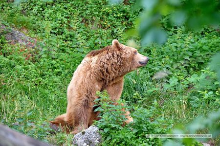 2025 06 17 Zoo Salzburg Braunbär Aragon 04.jpg