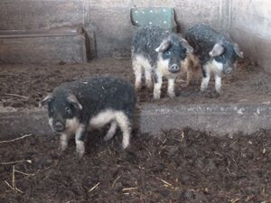 Mangalitzaferkel 1.jpg