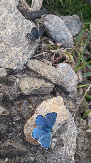 Bläuling Käfertal 27052022 (31).jpg