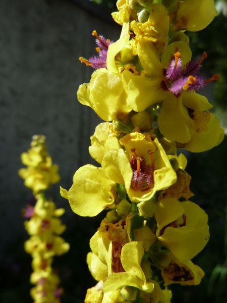 Datei:Blüten einer Königskerze 2.jpg