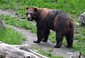 Braunbär im Wildpark Ferleiten.JPG