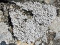 Stereocaulon alpinum.JPG