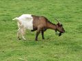 Ziege im Oberpinzgau.jpg