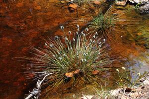 Mandlinger moor 69726 2018-04-18.jpg
