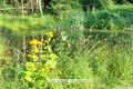 Telekia speciosa Große Telekie Scheinalant 01.jpg