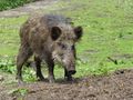 Wildschweinbache.jpg