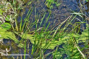 2023 10 01 Tiefsteinbach Paltingmoos Mattsee 04.jpg