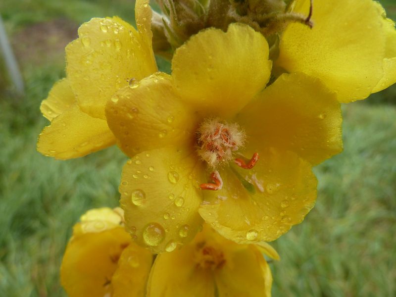 Datei:Königskerzenblüte.jpg