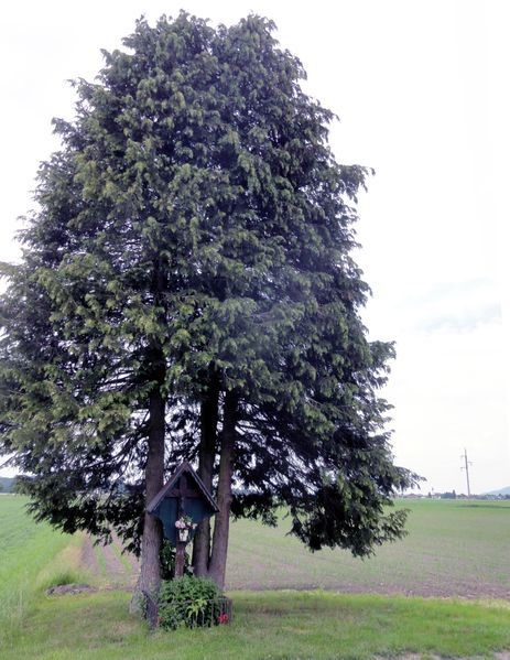 Datei:Stumpflkreuz an der Goiserstraße.jpg