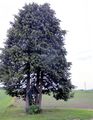 Stumpflkreuz an der Goiserstraße.jpg