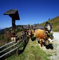 Almabtrieb-maurachalm-grossarltal.JPG