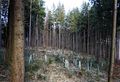 Areal für die Aufforstung mit Laubgehölzern.jpg