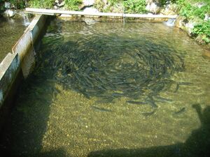 Fischbecken bei der Schlossfischerei Fuschl R0010806.jpg