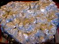 Fossilien-Aufschluss von Rußbachschnecken südlich der Schneckenwand 01.jpg