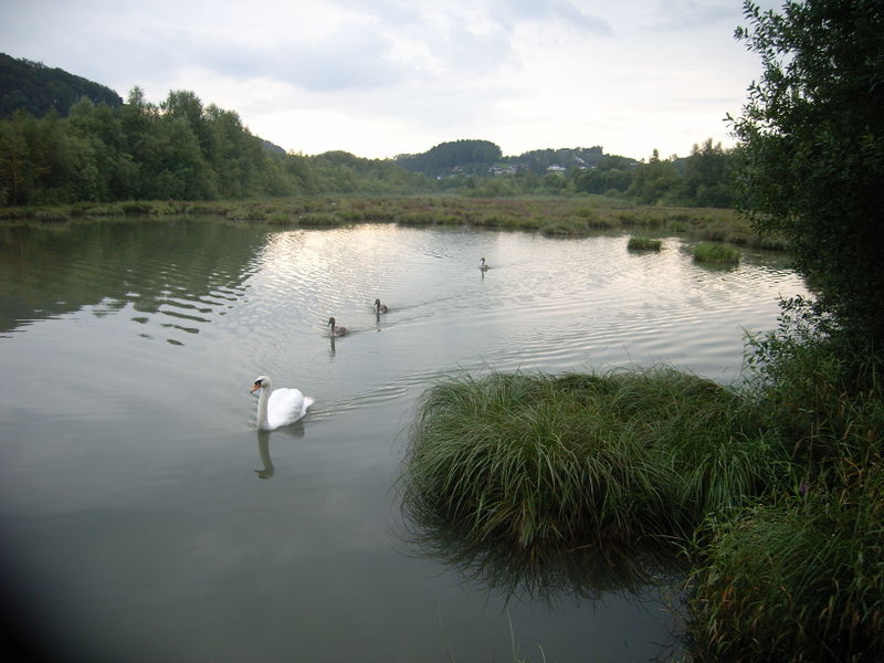 Datei:Gewässer in thalgau 076.jpg