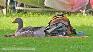 Pommerngänse Strandbad Neumarkt 6.jpg