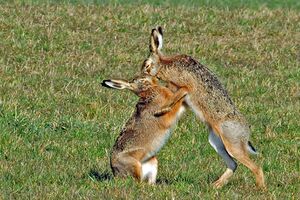 Hase Kampf 03.jpg