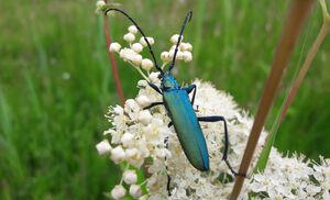 Moschusbock Werfenweng 20240704 2.jpg