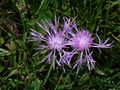 Perücken-Flockenblume, Ferleitental.jpg