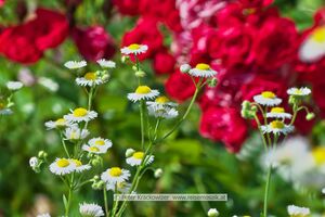 Erigeron Berufkraut 04.jpg