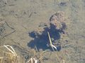 Grasfroschlaich 1.jpg