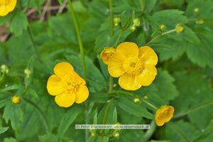 Hahnenfußgewächs vermutlich Ranunculus lanuginosus Wolliger Hahnenfuß.jpg