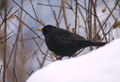 Amsel01.jpg