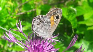 Braunauge ( Lasiommata maera ) 20250612 2.jpg