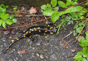 Feuersalamander 12.jpg