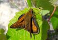 Lepidoptera Seidlwinkltal 1 (16).jpg