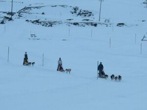 Schlittenhundefahrt, Naßfeld 3.jpg