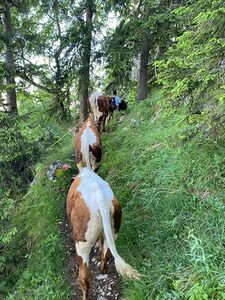 Vierkaseralm Almauftrieb 2021 02.jpg