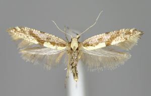 E-MK-14770a.jpg