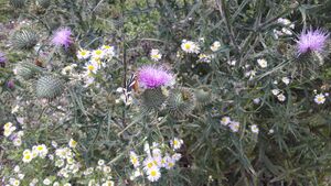 Russischer Bär (Euplagia quadripunctaria) 20210806 5.jpg