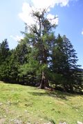 Lärche fallhausalm 63647 2013-07-23.jpg