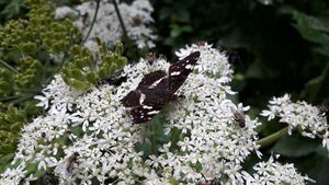 Landkärtchen Sommergeneration Bischofshofen 1 (7).jpg