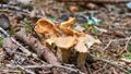 Rauriser Urwald Pilze 76.jpg
