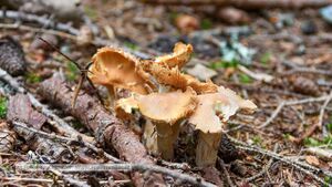Rauriser Urwald Pilze 76.jpg