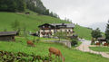 Wildpark beim Gasthof Kleefeld in Strobl.jpg