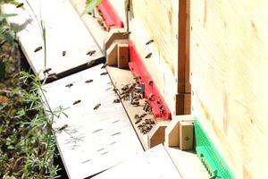 Flughafen-Bienen 05.jpg