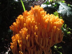 Korallenpilz 04.09.2021 1.JPG