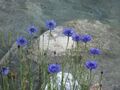 Kornblume 23.07.2021 6.JPG