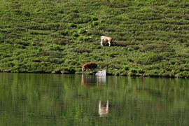 Tiefenbachsee-weißpriach 29601 2016-07-10.jpg