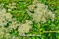 Filipendula Mädesüß Spierstaude 01.jpg