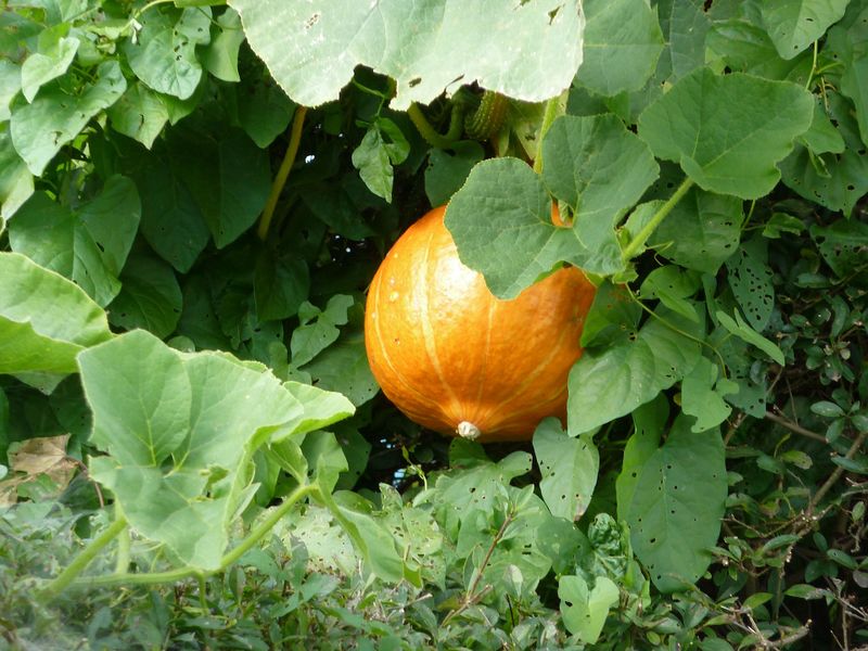Datei:Kürbisfrucht in Niedernsill.jpg