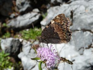 Kleiner Fuchs, Unterseite, Dießbachstausee.jpg