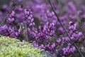 Mandlinger moor 69806 2018-04-18.jpg