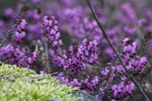 Mandlinger moor 69806 2018-04-18.jpg