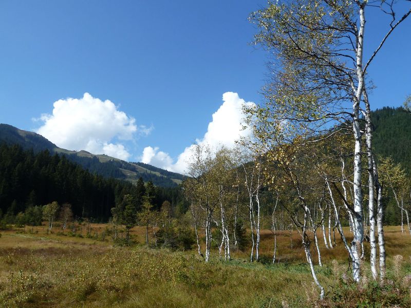 Datei:Wasenmoos Mittersill 9.jpg