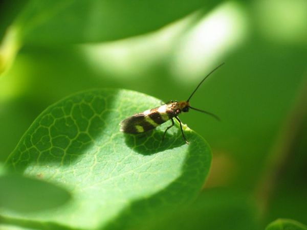 Micropterigidae Salzburgwiki